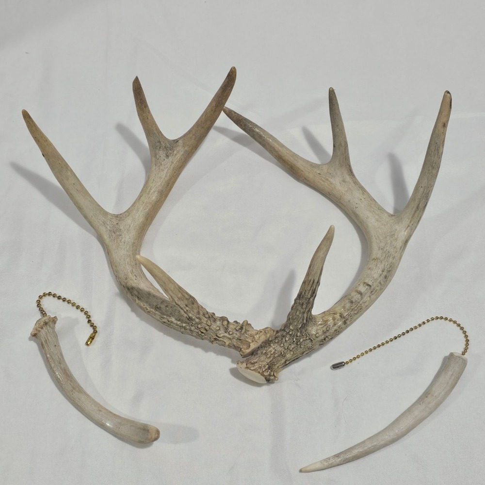 Natural White Tail Deer Horn Home Decor Rustic Cabin Country Cottagecore - Picture 1 of 5